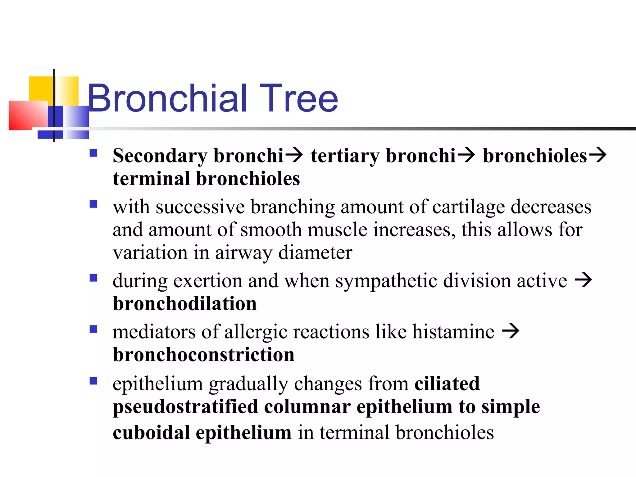 Bronchial Tree
 Secondary bronchi tertiary bronchi bronchioles
terminal bronchioles
 with successive branching amount of cartilage decreases
and amount of smooth muscle increases, this allows for
variation in airway diameter
 during exertion and when sympathetic division active 
bronchodilation
 mediators of allergic reactions like histamine 
bronchoconstriction
 epithelium gradually changes from ciliated
pseudostratified columnar epithelium to simple
cuboidal epithelium in terminal bronchioles
 