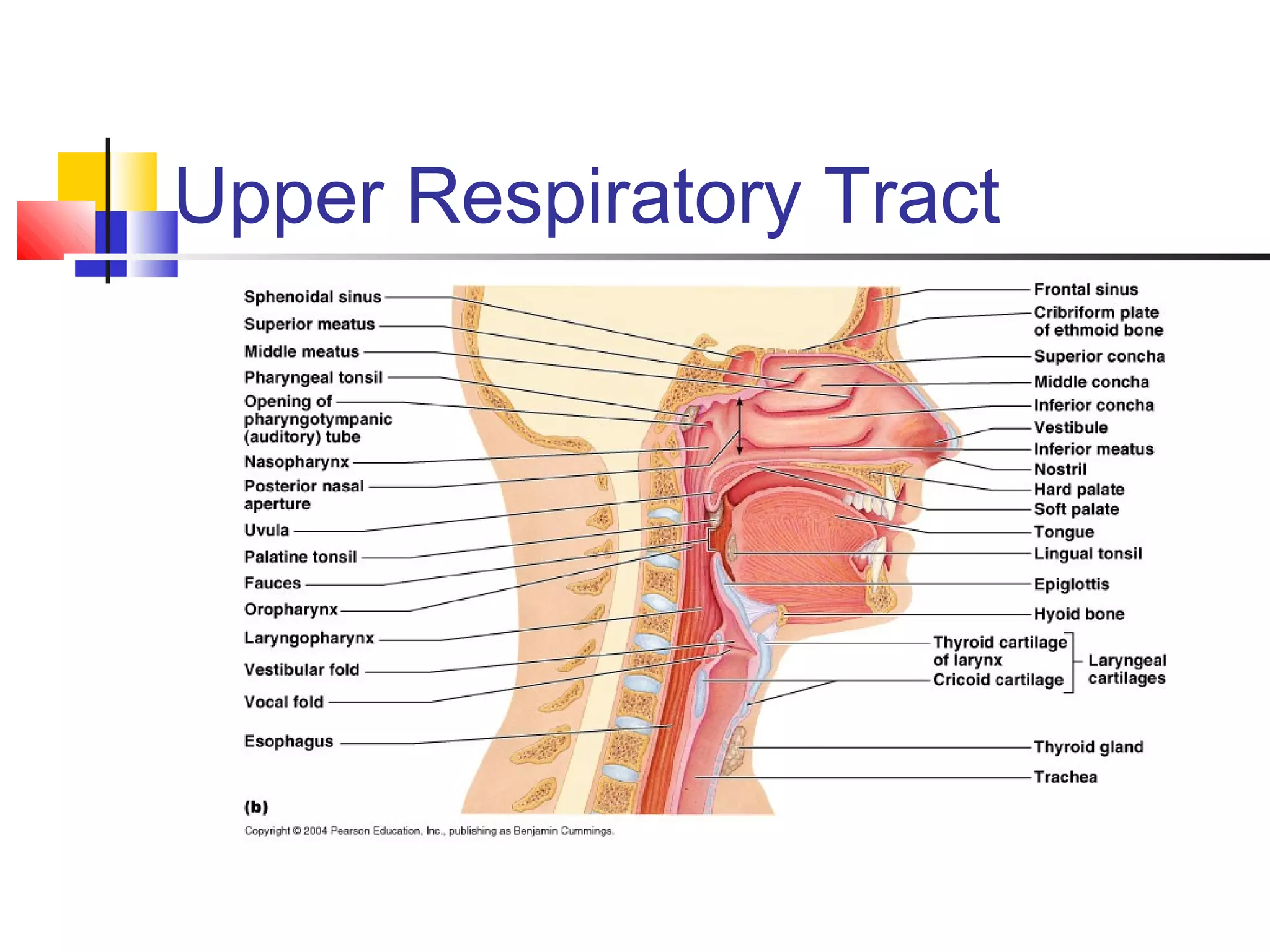 Upper Respiratory Tract
 