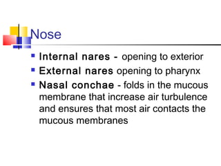 Nose
 Internal nares - opening to exterior
 External nares opening to pharynx
 Nasal conchae - folds in the mucous
membrane that increase air turbulence
and ensures that most air contacts the
mucous membranes
 