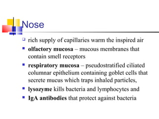 Nose
 rich supply of capillaries warm the inspired air
 olfactory mucosa – mucous membranes that
contain smell receptors
 respiratory mucosa – pseudostratified ciliated
columnar epithelium containing goblet cells that
secrete mucus which traps inhaled particles,
 lysozyme kills bacteria and lymphocytes and
 IgA antibodies that protect against bacteria
 