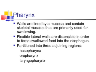 Pharynx
 Walls are lined by a mucosa and contain
skeletal muscles that are primarily used for
swallowing.
 Flexible lateral walls are distensible in order
to force swallowed food into the esophagus.
 Partitioned into three adjoining regions:
nasopharynx
oropharynx
laryngopharynx
 