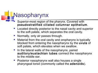 Nasopharynx
 Superior-most region of the pharynx. Covered with
pseudostratified ciliated columnar epithelium.
 Located directly posterior to the nasal cavity and superior
to the soft palate, which separates the oral cavity.
 Normally, only air passes through.
 Material from the oral cavity and oropharynx is typically
blocked from entering the nasopharynx by the uvula of
soft palate, which elevates when we swallow.
 In the lateral walls of the nasopharynx, paired
auditory/eustachian tubes connect the nasopharynx
to the middle ear.
 Posterior nasopharynx wall also houses a single
pharyngeal tonsil (commonly called the adenoids).
 
