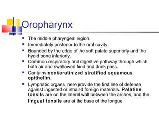 Oropharynx
 The middle pharyngeal region.
 Immediately posterior to the oral cavity.
 Bounded by the edge of the soft palate superiorly and the
hyoid bone inferiorly.
 Common respiratory and digestive pathway through which
both air and swallowed food and drink pass.
 Contains nonkeratinized stratified squamous
epithelim.
 Lymphatic organs here provide the first line of defense
against ingested or inhaled foreign materials. Palatine
tonsils are on the lateral wall between the arches, and the
lingual tonsils are at the base of the tongue.
 