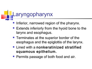Laryngopharynx
 Inferior, narrowed region of the pharynx.
 Extends inferiorly from the hyoid bone to the
larynx and esophagus.
 Terminates at the superior border of the
esophagus and the epiglottis of the larynx.
 Lined with a nonkeratinized stratified
squamous epithelium.
 Permits passage of both food and air.
 
