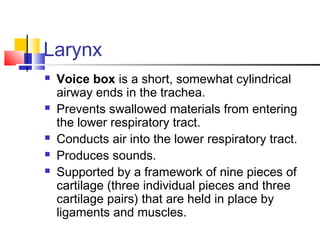 Larynx
 Voice box is a short, somewhat cylindrical
airway ends in the trachea.
 Prevents swallowed materials from entering
the lower respiratory tract.
 Conducts air into the lower respiratory tract.
 Produces sounds.
 Supported by a framework of nine pieces of
cartilage (three individual pieces and three
cartilage pairs) that are held in place by
ligaments and muscles.
 