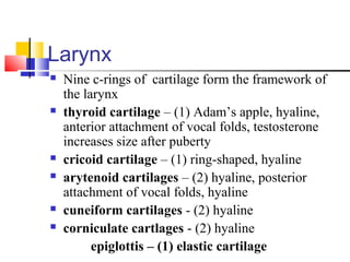 Larynx
 Nine c-rings of cartilage form the framework of
the larynx
 thyroid cartilage – (1) Adam’s apple, hyaline,
anterior attachment of vocal folds, testosterone
increases size after puberty
 cricoid cartilage – (1) ring-shaped, hyaline
 arytenoid cartilages – (2) hyaline, posterior
attachment of vocal folds, hyaline
 cuneiform cartilages - (2) hyaline
 corniculate cartlages - (2) hyaline
epiglottis – (1) elastic cartilage
 