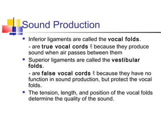 Sound Production
 Inferior ligaments are called the vocal folds.
- are true vocal cords ﾓ because they produce
sound when air passes between them
 Superior ligaments are called the vestibular
folds.
- are false vocal cords ﾓ because they have no
function in sound production, but protect the vocal
folds.
 The tension, length, and position of the vocal folds
determine the quality of the sound.
 