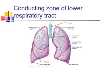 Conducting zone of lower
respiratory tract
 