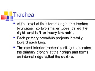 Trachea
 At the level of the sternal angle, the trachea
bifurcates into two smaller tubes, called the
right and left primary bronchi.
 Each primary bronchus projects laterally
toward each lung.
 The most inferior tracheal cartilage separates
the primary bronchi at their origin and forms
an internal ridge called the carina.
 