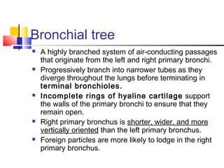Bronchial tree
 A highly branched system of air-conducting passages
that originate from the left and right primary bronchi.
 Progressively branch into narrower tubes as they
diverge throughout the lungs before terminating in
terminal bronchioles.
 Incomplete rings of hyaline cartilage support
the walls of the primary bronchi to ensure that they
remain open.
 Right primary bronchus is shorter, wider, and more
vertically oriented than the left primary bronchus.
 Foreign particles are more likely to lodge in the right
primary bronchus.
 