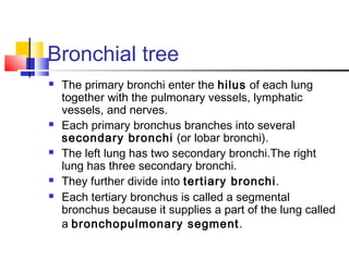 Bronchial tree
 The primary bronchi enter the hilus of each lung
together with the pulmonary vessels, lymphatic
vessels, and nerves.
 Each primary bronchus branches into several
secondary bronchi (or lobar bronchi).
 The left lung has two secondary bronchi.The right
lung has three secondary bronchi.
 They further divide into tertiary bronchi.
 Each tertiary bronchus is called a segmental
bronchus because it supplies a part of the lung called
a bronchopulmonary segment.
 