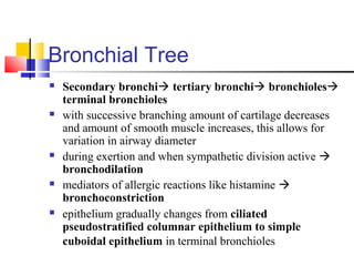 Bronchial Tree
 Secondary bronchi tertiary bronchi bronchioles
terminal bronchioles
 with successive branching amount of cartilage decreases
and amount of smooth muscle increases, this allows for
variation in airway diameter
 during exertion and when sympathetic division active 
bronchodilation
 mediators of allergic reactions like histamine 
bronchoconstriction
 epithelium gradually changes from ciliated
pseudostratified columnar epithelium to simple
cuboidal epithelium in terminal bronchioles
 