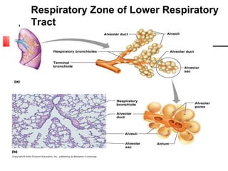 Respiratory Zone of Lower Respiratory
Tract
 