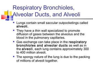 Respiratory Bronchioles,
Alveolar Ducts, and Alveoli
 Lungs contain small saccular outpocketings called
alveoli.
 They have a thin wall specialized to promote
diffusion of gases between the alveolus and the
blood in the pulmonary capillaries.
 Gas exchange can take place in the respiratory
bronchioles and alveolar ducts as well as in
the alveoli, each lung contains approximately 300
to 400 million alveoli.
 The spongy nature of the lung is due to the packing
of millions of alveoli together.
 