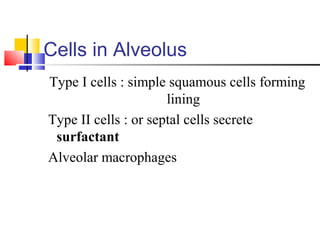 Cells in Alveolus
Type I cells : simple squamous cells forming
lining
Type II cells : or septal cells secrete
surfactant
Alveolar macrophages
 