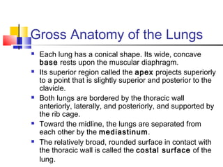 Gross Anatomy of the Lungs
 Each lung has a conical shape. Its wide, concave
base rests upon the muscular diaphragm.
 Its superior region called the apex projects superiorly
to a point that is slightly superior and posterior to the
clavicle.
 Both lungs are bordered by the thoracic wall
anteriorly, laterally, and posteriorly, and supported by
the rib cage.
 Toward the midline, the lungs are separated from
each other by the mediastinum.
 The relatively broad, rounded surface in contact with
the thoracic wall is called the costal surface of the
lung.
 