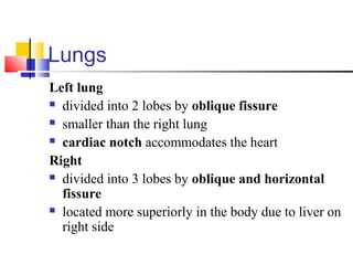 Lungs
Left lung
 divided into 2 lobes by oblique fissure
 smaller than the right lung
 cardiac notch accommodates the heart
Right
 divided into 3 lobes by oblique and horizontal
fissure
 located more superiorly in the body due to liver on
right side
 