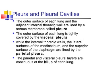 Pleura and Pleural Cavities
 The outer surface of each lung and the
adjacent internal thoracic wall are lined by a
serous membrane called pleura.
 The outer surface of each lung is tightly
covered by the visceral pleura.
 while the internal thoracic walls, the lateral
surfaces of the mediastinum, and the superior
surface of the diaphragm are lined by the
parietal pleura.
 The parietal and visceral pleural layers are
continuous at the hilus of each lung.
 