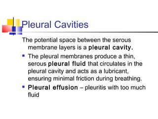 Pleural Cavities
The potential space between the serous
membrane layers is a pleural cavity.
 The pleural membranes produce a thin,
serous pleural fluid that circulates in the
pleural cavity and acts as a lubricant,
ensuring minimal friction during breathing.
 Pleural effusion – pleuritis with too much
fluid
 