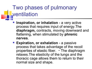 Two phases of pulmonary
ventilation
 Inspiration, or inhalation - a very active
process that requires input of energy.The
diaphragm, contracts, moving downward and
flattening, when stimulated by phrenic
nerves.
 Expiration, or exhalation - a passive
process that takes advantage of the recoil
properties of elastic fiber. ･ The diaphragm
relaxes.The elasticity of the lungs and the
thoracic cage allows them to return to their
normal size and shape.
 