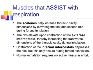 Muscles that ASSIST with
respiration
 The scalenes help increase thoracic cavity
dimensions by elevating the first and second ribs
during forced inhalation.
 The ribs elevate upon contraction of the external
intercostals, thereby increasing the transverse
dimensions of the thoracic cavity during inhalation.
 Contraction of the internal intercostals depresses
the ribs, but this only occurs during forced exhalation.
 Normal exhalation requires no active muscular effort.
 