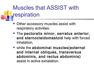 Muscles that ASSIST with
respiration
 Other accessory muscles assist with
respiratory activities.
 The pectoralis minor, serratus anterior,
and sternocleidomastoid help with forced
inhalation,
 while the abdominal muscles(external
and internal obliques, transversus
abdominis, and rectus abdominis)
assist in active exhalation.
 