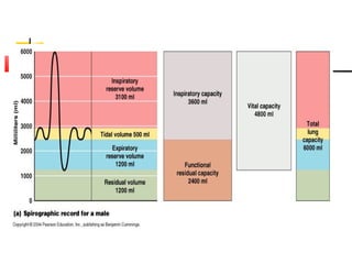 anatomy of Respsystem 