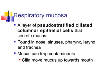 Respiratory mucosa
 A layer of pseudostratified ciliated
columnar epithelial cells that
secrete mucus
 Found in nose, sinuses, pharynx, larynx
and trachea
 Mucus can trap contaminants
 Cilia move mucus up towards mouth
 