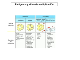 Patógenos y sitios de multiplicación Sitio de infección Ejemplos de patógenos 