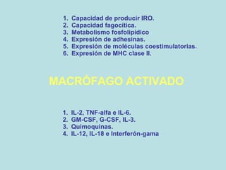 MACRÓFAGO ACTIVADO Capacidad de producir IRO. Capacidad fagocítica. Metabolismo fosfolipídico Expresión de adhesinas. Expresión de moléculas coestimulatorias. Expresión de MHC clase II. IL-2, TNF-alfa e IL-6. GM-CSF, G-CSF, IL-3. Quimoquinas. IL-12, IL-18 e Interferón-gama 