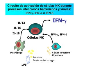 Circuito de activación de células NK durante procesos infecciosos bacterianos y virales: IFN-  , IFN-   e IFN-  Macrófago Células NK Bacterias Productos   bacterianos IFN-  , IFN-  IFN-  IL-18 IL-15 IL-12 Célula infectada Con virus LPS 