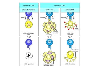 células T CD8 células T CD4 células T citotóxicas células Th1 células Th2 LTc célula infectada por virus muerte activación activación bacteria intracelular macrófago célula B Ag específica toxina bacteria Th1 Th2 LTc Th1 Th2 célula apoptótica fragmentos bacteria intracelular muerta célula plasmática Ac anti-toxina bacteriana 