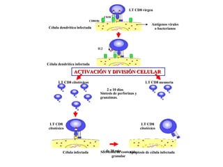 2 1 LT CD8 virgen  Célula dendrítica infectada Antígenos virales o bacterianos CD28 CD80/86 Célula dendrítica infectada IL2 ACTIVACIÓN Y DIVISIÓN CELULAR LT CD8 memoria LT CD8 citotóxicos Célula infectada 1 Apoptosis de célula infectada Síntesis de perforinas y granzimas.  Secreción de contenido granular LT CD8 citotóxico LT CD8 citotóxico 2 a 10 días < de 30 min 