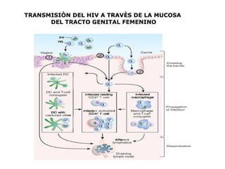TRANSMISIÒN DEL HIV A TRAVÈS DE LA MUCOSA  DEL TRACTO GENITAL FEMENINO 