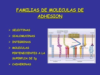 FAMILIAS DE MOLECULAS DE ADHESION SELECTINAS SIALOMUCINAS INTEGRINAS MOLECULAS PERTENECIENTES A LA SUPERFLIA DE Ig  CADHERINAS 