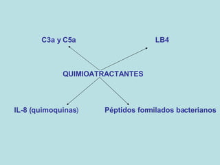 QUIMIOATRACTANTES C3a y C5a LB4 Péptidos formilados bacterianos IL-8 (quimoquinas ) 