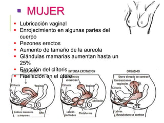  MUJER
 Lubricación vaginal
 Enrojecimiento en algunas partes del
cuerpo
 Pezones erectos
 Aumento de tamaño de la au...