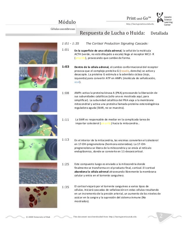 Respuesta de lucha o huida.