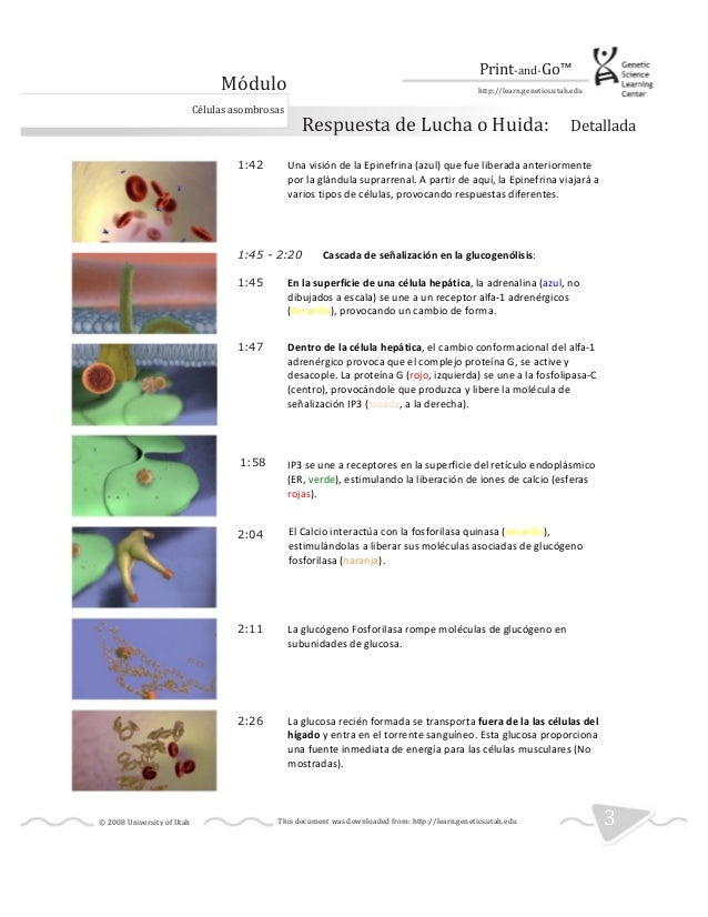Respuesta de lucha o huida.