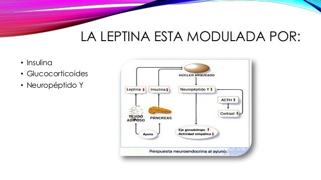 Booster de metabolismo - Información general Un