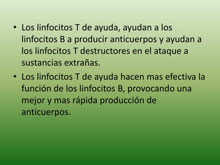 • Los linfocitos T de ayuda, ayudan a los
linfocitos B a producir anticuerpos y ayudan a
los linfocitos T destructores en el ataque a
sustancias extrañas.
• Los linfocitos T de ayuda hacen mas efectiva la
función de los linfocitos B, provocando una
mejor y mas rápida producción de
anticuerpos.

 