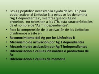 • Los Ag peptídico necesitan la ayuda de los LTh para
poder activar al Linfocito B, a estos se los denomina
“Ag T dependientes”, mientras que los Ag no
proteicos no necesitan a los LTh, esta característica les
da el nombre de “Ag T independientes”.
• Para la comprensión de la activación de los Linfocitos
dividiremos a este en:
• Reconocimiento del Ag por los Linfocitos B
• Mecanismo de activación por Ag T dependientes
• Mecanismo de activación por Ag T independientes
• Diferenciación a células Plasmática o productora de
Ac
• Diferenciación a células de memoria

 