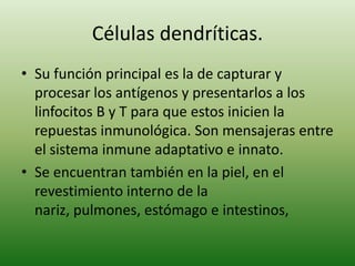 Células dendríticas.
• Su función principal es la de capturar y
procesar los antígenos y presentarlos a los
linfocitos B y T para que estos inicien la
repuestas inmunológica. Son mensajeras entre
el sistema inmune adaptativo e innato.
• Se encuentran también en la piel, en el
revestimiento interno de la
nariz, pulmones, estómago e intestinos,

 