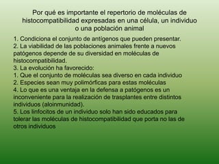 Por qué es importante el repertorio de moléculas de
histocompatibilidad expresadas en una célula, un individuo
o una población animal
1. Condiciona el conjunto de antígenos que pueden presentar.
2. La viabilidad de las poblaciones animales frente a nuevos
patógenos depende de su diversidad en moléculas de
histocompatibilidad.
3. La evolución ha favorecido:
1. Que el conjunto de moléculas sea diverso en cada individuo
2. Especies sean muy polimórficas para estas moléculas
4. Lo que es una ventaja en la defensa a patógenos es un
inconveniente para la realización de trasplantes entre distintos
individuos (aloinmunidad).
5. Los linfocitos de un individuo solo han sido educados para
tolerar las moléculas de histocompatibilidad que porta no las de
otros individuos

 