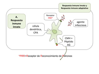 Receptor
PRR*A.
Respuesta
inmune
innata célula
dendrítica,
CPA
agente
infeccioso
CMH +
Péptido
AG
Respuesta inmune innata y
Respuesta inmune adaptativa
*PRR=Receptor de Reconocimiento de Patrones
 