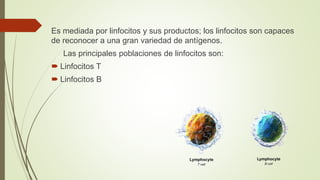 Es mediada por linfocitos y sus productos; los linfocitos son capaces
de reconocer a una gran variedad de antígenos.
Las principales poblaciones de linfocitos son:
 Linfocitos T
 Linfocitos B
 