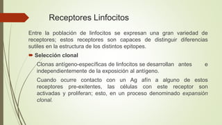 Receptores Linfocitos
Entre la población de linfocitos se expresan una gran variedad de
receptores; estos receptores son capaces de distinguir diferencias
sutiles en la estructura de los distintos epitopes.
 Selección clonal
Clonas antígeno-específicas de linfocitos se desarrollan antes e
independientemente de la exposición al antígeno.
Cuando ocurre contacto con un Ag afín a alguno de estos
receptores pre-exitentes, las células con este receptor son
activadas y proliferan; esto, en un proceso denominado expansión
clonal.
 