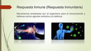 Respuesta Inmune (Respuesta Inmunitaria)
Mecanismos empleados por el organismo para el reconociendo y
defensa contra agentes extraños y/o dañinos.
 