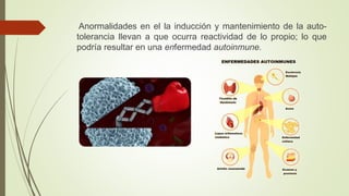 Anormalidades en el la inducción y mantenimiento de la auto-
tolerancia llevan a que ocurra reactividad de lo propio; lo que
podría resultar en una enfermedad autoinmune.
 