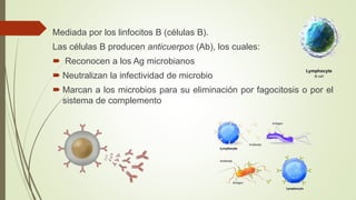 Mediada por los linfocitos B (células B).
Las células B producen anticuerpos (Ab), los cuales:
 Reconocen a los Ag microbianos
 Neutralizan la infectividad de microbio
 Marcan a los microbios para su eliminación por fagocitosis o por el
sistema de complemento
 